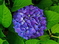 Bigleaf hydrangea (H. macrophylla )