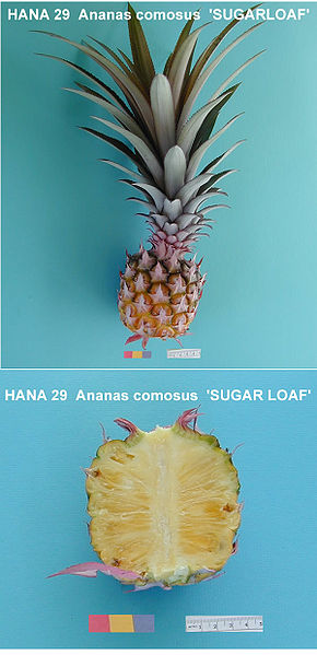 File:AnanasComosusSugarloaf.jpg