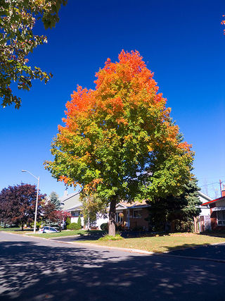 Beautiful maple tree.jpg
