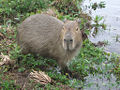 Capybara (Hydrochoerus hydrochaeris) Family: Hydrochaeridae