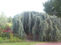 Lebanon Cedar (C. libani var. atlantica)