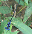 Blue-Ringed Dancer Damselfly (Argia sedula) Family:Coenagrionidae