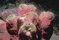 Demosponge (Theonella levior) Order: Lithistida