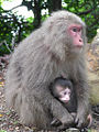 Japanese Macaque from Yakushima Island (M. fuscata yakui)