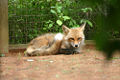 Red fox (V. vulpes)