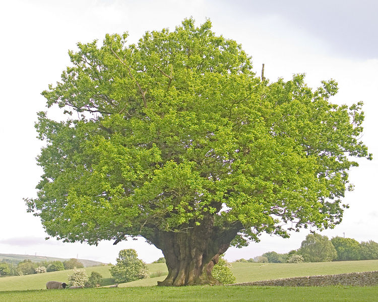 File:Oak tree 4.jpg