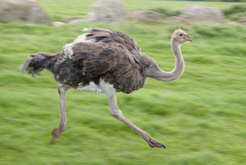 File:Ostrichrunning.jpg