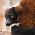 Red-Ruffed Lemur (Varecia rubra) Family: Lemuridae