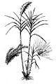 Sugarcane (Saccharum officinarum)
