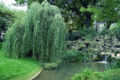 Saule pleureur cascade.jpg
