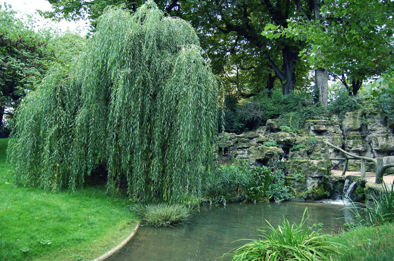 File:Saule pleureur cascade.jpg