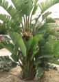Giant Bird of Paradise (Strelitzia nicolai )