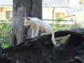 The same kind of dingo with slightly lighter color