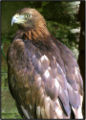 Golden eagles wing feathers(flight feathers)