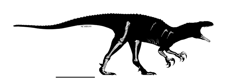 Файл:Australovenator wintonensis.png
