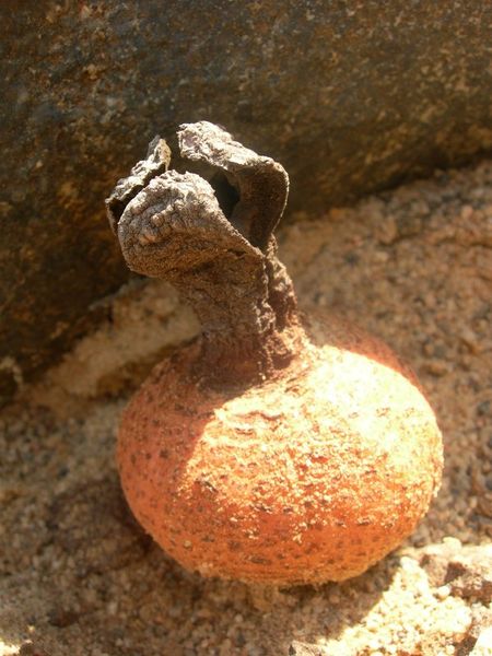 File:HydnoraAfricanaFruit.jpg