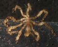 Ammothea verenae living near deep sea thermal vents.