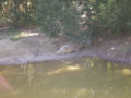 Crocodile (Crocodylidae) Sleeping crocodile.