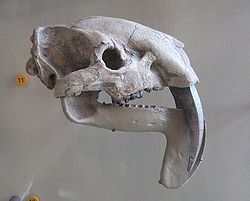 Thylacosmilus atrox.jpg