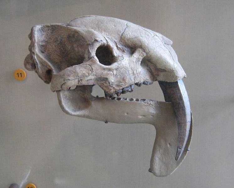 File:Thylacosmilus atrox.jpg