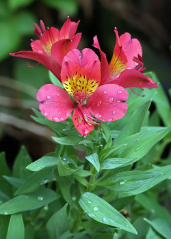 1024px-Alstroemeria.jpg