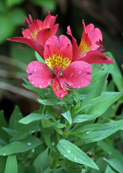 File:1024px-Alstroemeria.jpg