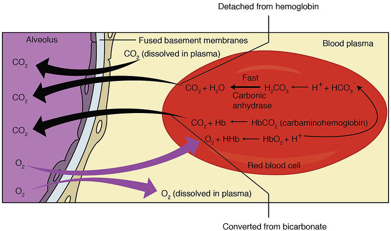File:2319 Fig 23.19.jpg