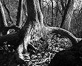 The roots of an American Elm