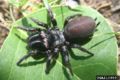 purse web spider(Atypus affinis) Genera: Atypus