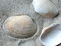 Venus Clam (Tapes decussatus) Family: Veneridae