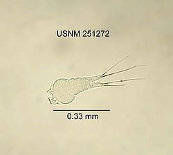 Diacyclops Harryi.jpg