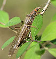Golden stonefly (Hesperoperla pacifica) Family: Perlidae