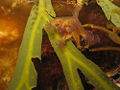 Stalked Jellyfish (Haliclystus salpinx) Suborder: Eleutherocarpidae Family: Lucernariidae