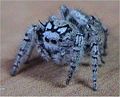 Jumping spider Family: Salticidae