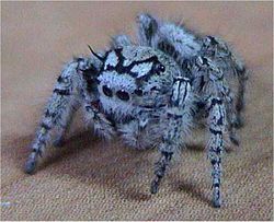 Jumping spider.jpg