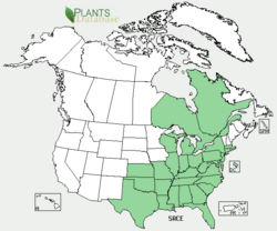 Lizarddestination.png