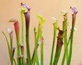 Trumpet Pitchers (S. oreophila) Genus:Sarracenia