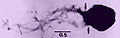 Janischii (Methanococcus jannischii) Phylum: Euryarchaeota