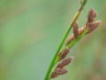 Restio (Restio tetraphyllus) Family: Restionaceae