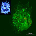 Common-name (Rotifer) Subtaxa:name