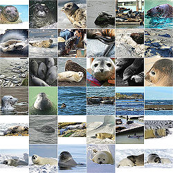 Seals.jpg