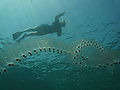 Thumbnail for version as of 03:19, 4 December 2011