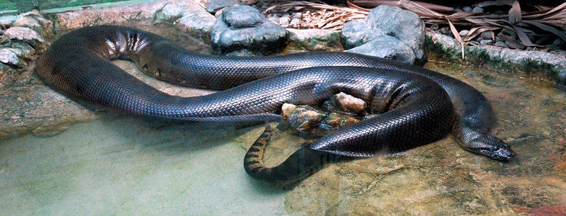 File:BLACKY!!!.jpg
