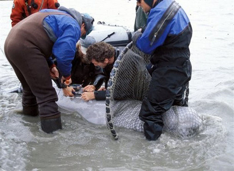 File:Baby beluga1.jpg