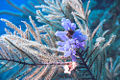 Blue Bell tunicate (Clavelina puertosecensis)