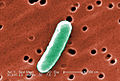 Thumbnail for version as of 05:26, 4 March 2009