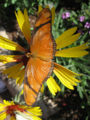 Thumbnail for version as of 17:55, 30 April 2007