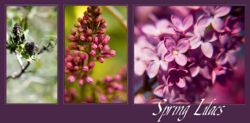 Lilac in spring.jpg