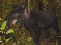 Mountain Tapir (T. pinchaque)