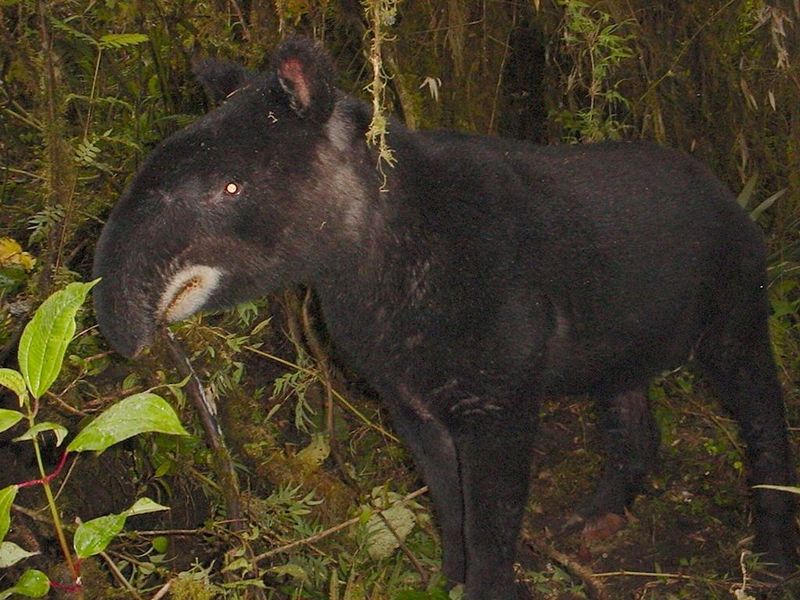 File:Mountain tapir.jpg